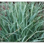 Carex panicea Pamira - Turzyca prosowata Pamira - niebiesko-zielone, wys. 20, kw. 5/9 FOTO