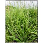 Carex pendula - Turzyca zwisła - szeokie liście, zwisajace kłosy, wys 100, kw 5/7 FOTO