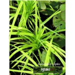 Carex pendula - Turzyca zwisła - szeokie liście, zwisajace kłosy, wys 100, kw 5/7 FOTO