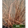 Carex petriei - Turzyca petriego - różowo-karmelowe, wys. 30, kw. 5/7 FOTO