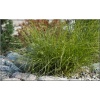 Carex remota - Turzyca rzadkokłosa - wys. 50, kw. 5/7 FOTO