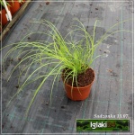 Carex remota - Turzyca rzadkokłosa - wys. 50, kw. 5/7 FOTO