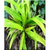 Carex siderosticha Lemon Zest - Turzyca rzędowa Lemon Zest - żółta, wys. 40, kw. 4/5 FOTO