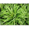 Carex siderosticha variegata - Turzyca rzędowa variegata - szerokopaskowana, wys. 25, kw. 5/6 FOTO 