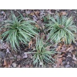 Carex morrowii Silver Sceptre - Turzyca Morrowa Silver Sceptre - waskie, paskowane liście, wys. 20, kw. 6/7 FOTO