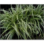 Carex morrowii Silver Sceptre - Turzyca Morrowa Silver Sceptre - waskie, paskowane liście, wys. 20, kw. 6/7 C0,5
