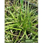 Carex morrowii Silver Sceptre - Turzyca Morrowa Silver Sceptre - waskie, paskowane liście, wys. 20, kw. 6/7 FOTO