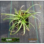 Carex morrowii Silver Sceptre - Turzyca Morrowa Silver Sceptre - waskie, paskowane liście, wys. 20, kw. 6/7 C0,5