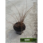 Carex tenuiculmis - Turzyca cienkoźdźbłowa - brązowo-czerwone, wys. 30, kw. 6 FOTO 