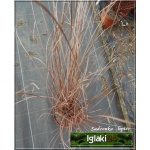 Carex tenuiculmis - Turzyca cienkoźdźbłowa - brązowo-czerwone, wys. 30, kw. 6 FOTO 