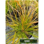 Carex testacea Prairie Fire - Turzyca ceglasta Prairie Fire - ceglasto-brązowy, wys. 45, kw. 5/7 FOTO