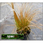 Carex testacea Prairie Fire - Turzyca ceglasta Prairie Fire - ceglasto-brązowy, wys. 45, kw. 5/7 FOTO
