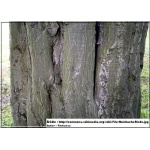 Carpinus betulus - Grab Pospolity ob. 8-10 C_30 _280-300cm 