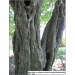Carpinus betulus - Grab pospolity FOTO