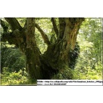 Carpinus betulus - Grab pospolity C3 40-60cm