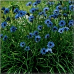 Catananche caerulea - Kupidynek błękitny - fioletowe, wys. 60, kw 6/9 FOTO