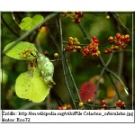 Celastrus orbiculatus - Dławisz okrągłolistny FOTO