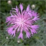 Centaurea bella - Chaber nadobny - różowy, wys 20, kw 6 FOTO