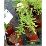 Centranthus ruber Albus - Ostrogowiec czerwony Albus - białe, wys. 60, kw 5-8/9 FOTO