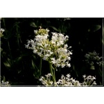 Centranthus ruber Albus - Ostrogowiec czerwony Albus - białe, wys. 60, kw 5-8/9 FOTO