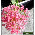Centranthus ruber Coccineus - Ostrogowiec czerwony Coccineus - czerwone, wys. 60, kw. 5-8/9 FOTO   