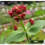 Centranthus ruber Coccineus - Ostrogowiec czerwony Coccineus - czerwone, wys. 60, kw. 5-8/9 FOTO   