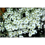 Cerastium tomentosum - Rogownica kuterowata - biała, srebrny liść, wys 20, kw 5/6 FOTO