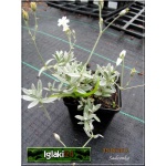 Cerastium tomentosum - Rogownica kuterowata - biała, srebrny liść, wys 20, kw 5/6 FOTO