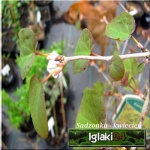 Cercidiphyllum japonicum - Grujecznik japoński FOTO