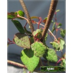 Cercidiphyllum japonicum - Grujecznik japoński FOTO