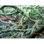Chamaecyparis pisifera Filifera - Cyprysik groszkowy Filifera FOTO
