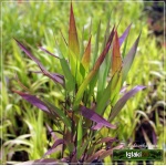 Chasmanthium latifolium - Uniola latifolia - Obiedka szerokolistna - wys. 100, kw. 8/9 FOTO
