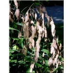 Chasmanthium latifolium - Uniola latifolia - Obiedka szerokolistna - wys. 100, kw. 8/9 FOTO