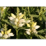 Chelone obliqua Alba - Żółwik ukośny biały - białe, wys. 60, kw. 7/9 C2