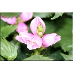 Chelone obliqua Rosea - Żółwik ukośny różowy - różowe, wys. 70, kw 7/9 FOTO