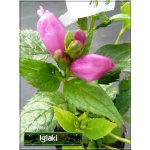 Chelone obliqua Rosea - Żółwik ukośny różowy - różowe, wys. 70, kw 7/9 C0,5