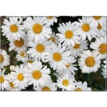 Chrysanthemum maximum Nanus Silberprinzesschen - Złocień wielki Nanus Silberprinzesschen - biały, wys. 30, kw 6-8/9 FOTO