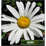 Chrysanthemum maximum Nanus Silberprinzesschen - Złocień wielki Nanus Silberprinzesschen - biały, wys. 30, kw 6-8/9 FOTO