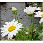 Chrysanthemum maximum Snow Lady - Złocień wielki Snow Lady - biały, wys. 30, kw 5/8 FOTO