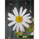 Chrysanthemum maximum Snow Lady - Złocień wielki Snow Lady - biały, wys. 30, kw 5/8 FOTO