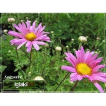 Chrysanthemum Rubellum Clara Curtis - Złocień czerwonawy Clara Curtis - różowy, wys 70, kw 8/9 C2
