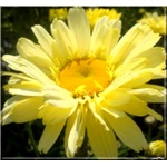 Chrysanthemum superbum Real Dream - Złocień wielki Real Dream - żółte, wys. 60, kw 7/10 FOTO
