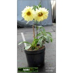 Chrysanthemum superbum Real Dream - Złocień wielki Real Dream - żółte, wys. 60, kw 7/10 FOTO