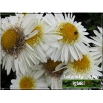 Chrysanthemum superbum Real Glory - Złocień wielki Real Glory - kwiat biały, pełny, wys. 40, kw 7/8 FOTO