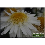 Chrysanthemum superbum Real Glory - Złocień wielki Real Glory - kwiat biały, pełny, wys. 40, kw 7/8 FOTO