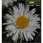 Chrysanthemum superbum Real Neat - Złocień wielki Real Neat - kwiat biały, pełny, wys. 30, kw 7/8 FOTO