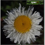 Chrysanthemum superbum Real Neat - Złocień wielki Real Neat - kwiat biały, pełny, wys. 30, kw 7/8 FOTO
