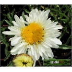 Chrysanthemum superbum Victorian Secret - Złocień wielki Victorian Secret - kwiat biały, pełny, wys. 35, kw 6/9 FOTO
