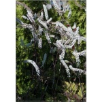 Cimicifuga ramosa Atropurpurea - Świecznica gałęzista Atropurpurea - Pluskwica groniasta Atropurpurea - białe, wys. 200, kw 8/10 FOTO