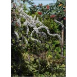 Cimicifuga ramosa Atropurpurea - Świecznica gałęzista Atropurpurea - Pluskwica groniasta Atropurpurea - białe, wys. 200, kw 8/10 FOTO